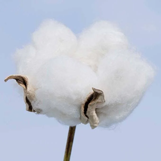 Cotton Labo Organic Cotton Sanitary Napkins 16 Pads - Image 5