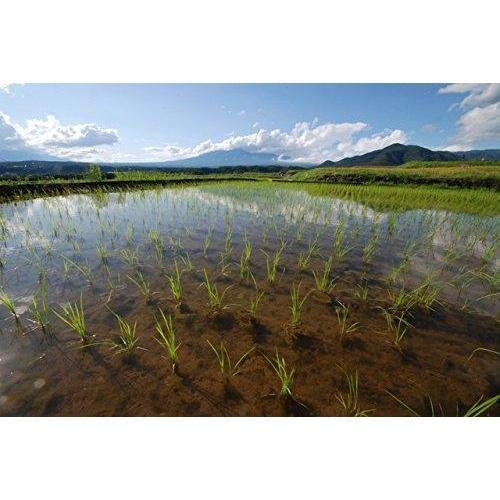 Kuromai Black Rice Whole Grain Purple Nutty Chewy Rice 450g - Image 9