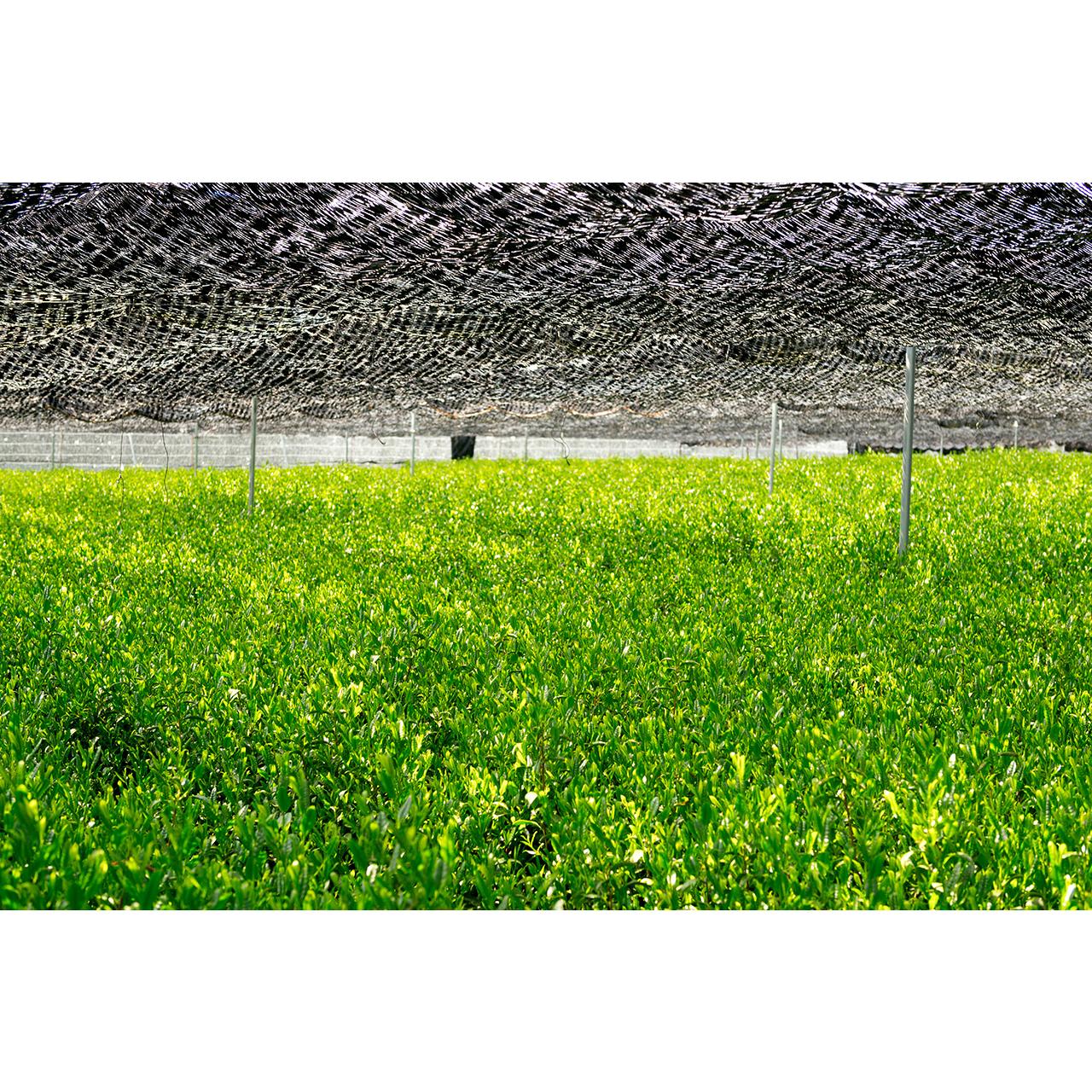 Magouemon Yamashiro Premium Uji Matcha Hand-Picked & Stone Milled 20g - Image 3