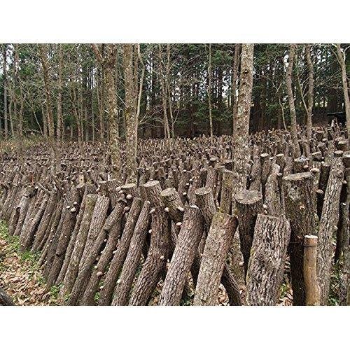 Sugimoto Dried Organic Japanese Shiitake Mushrooms 70g - Image 5
