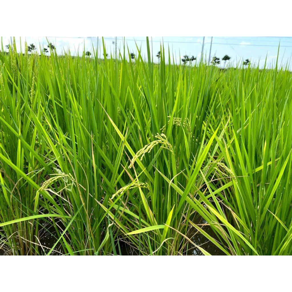 Sugiura Aizakura Hon Mirin 3 Years Aged Naturally Cultivated Sweet Rice Seasoning 300ml - Image 6