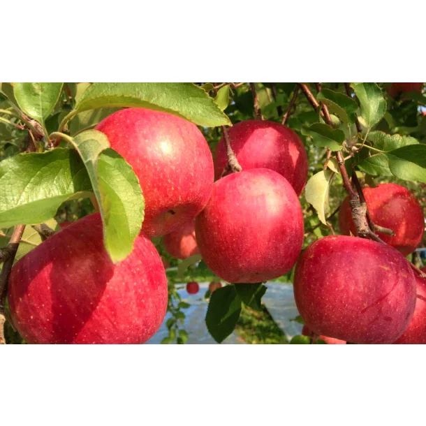 Tamura Farm Additive-Free Premium Aomori Apple Juice 500ml - Image 4